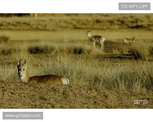 ✅体育直播🏆世界杯直播🏀NBA直播⚽- 青海湖畔普氏原羚“奶爸”：守护草原上奔跑的“大熊猫”- sports